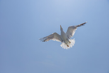 Seagull - Larus marinus flies through the air with outstretched wings. Blue sky. The harbor in the background.