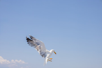 Seagull - Larus marinus flies through the air with outstretched wings. Blue sky. The harbor in the background.
