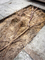 Growing roots of a tree destroying a pavement walkway close up