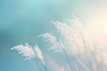 Delicate White Grass Blades Against a Blurry Aqua Sky