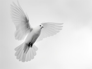 Fototapeta premium A white dove in flight, wings spread wide, against a plain white background.