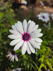 Flor blanca y fucsia con gotas de agua en el jard&iacute;n