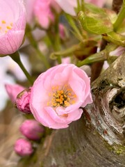pink magnolia flowers