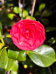 red rose with water drops