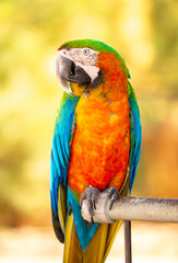 A close-up of a macaw. The multi-colored parrot sits on a perch. The background is blurred, which emphasizes the bird's bright colors.