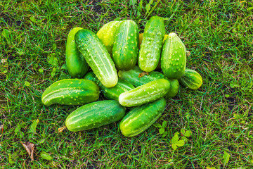 Close up view of harvested cucumbers lying on green grass in the garden.