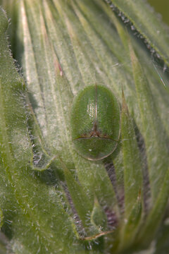 Thistle Tortoise beetle (Cassida rubiginosa), taken near Salisbury, England.