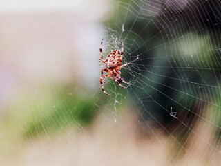 Spider