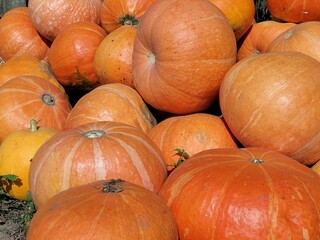 a lot of pumpkin at outdoor farmers market