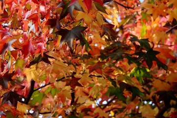 Autumn colored leaves, red, yellow, orange and brown, in the foreground and the image full of autumn colors.