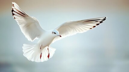 Fototapeta premium Gull in nature, Mediterranean species.