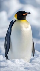 Emperor Penguin, Photo Realistic, Wallpaper, Cover and Screen for Smartphone, PC, Laptop, 9:16 and 16:9 Format