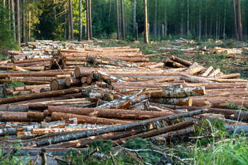 Cut down pine trees. Landscape of cut down trees in the forest.