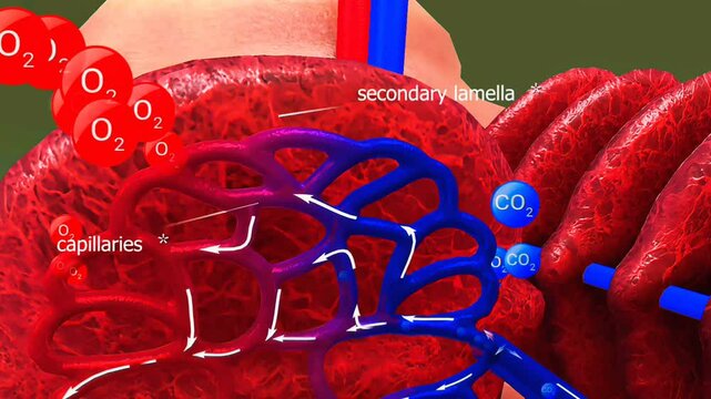 Gas exchange through fish gills