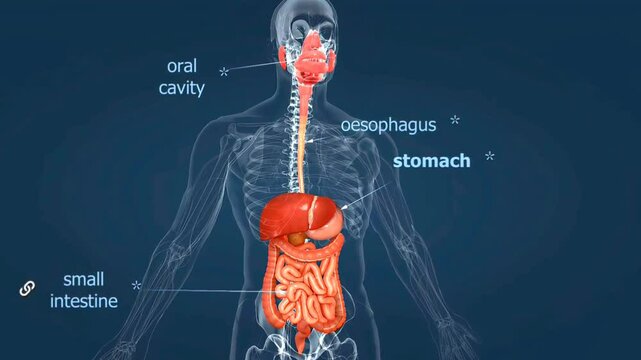 Human stomach anatomy