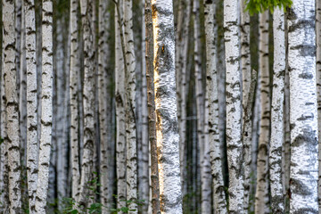 White Birch Forest in Summer, Betula pendula (Silver Birch). Dense forest. White birch trees in row.