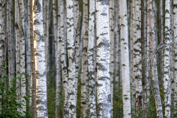 White Birch Forest in Summer, Betula pendula (Silver Birch). Dense forest. White birch trees in row.