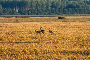 three roe on a stubble field