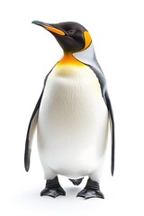 Emperor Penguin on White Background, Photo Realistic, Wallpaper, Cover and Screen for Smartphone, PC, Laptop, 9:16 and 16:9 Format