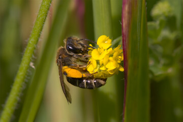 Bee on yellow flower, taken near Salisbury, England.