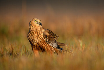 Western Marsh harrier ( Circus aeruginosus )  - male