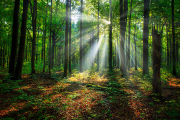 Obraz premium Beautiful sunny morning in green forest