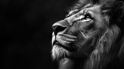 Majestic Lion Portrait