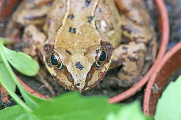 Toad in a flower pot