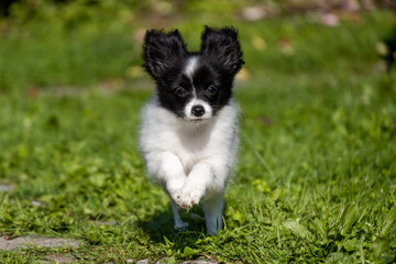 beautiful black and white Papillon Chihuahua puppy Toya Borderpup photo jumping in motion running against the backdrop of a green garden