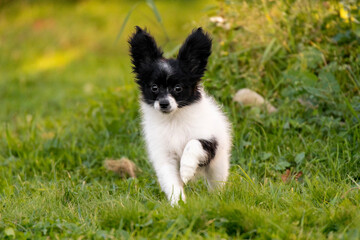 beautiful black and white Papillon Chihuahua puppy Toya Borderpup photo jumping in motion running against the backdrop of a green garden