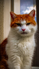 Przepiękny rudy kot