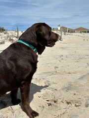 Black lab dog on the beach