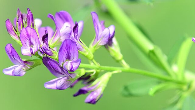Alfalfa, herb with flowers in summer ina soft breeze in Germany