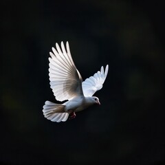 White dove is flying with its wings spread against a black background
