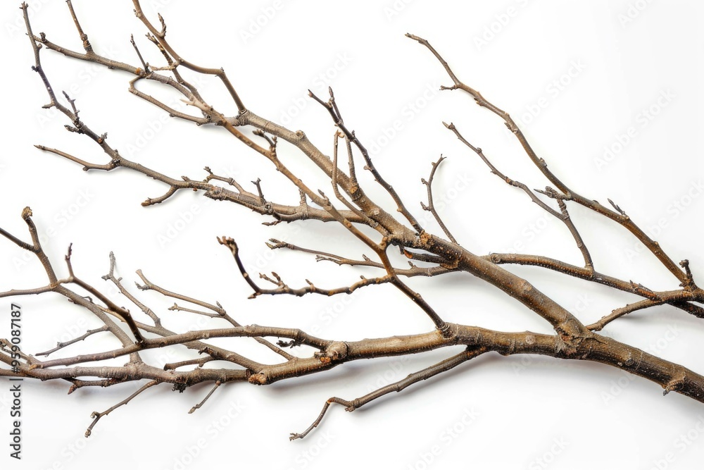Poster A detailed view of a tree branch with leaves and twigs