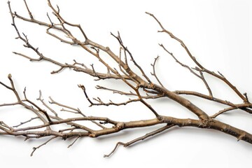 A detailed view of a tree branch with leaves and twigs
