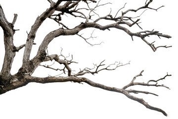 Obraz premium A monochrome image of a deceased tree's outline against a contrasting background