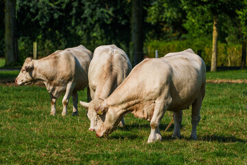 Kühe im westlichen Münsterland