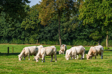 Fototapeta premium Kühe im westlichen Münsterland