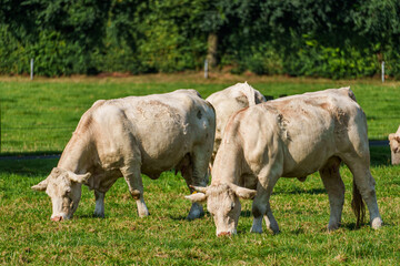 Kühe im westlichen Münsterland