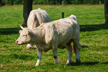 Kühe im westlichen Münsterland