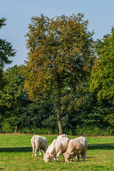 Kühe im westlichen Münsterland