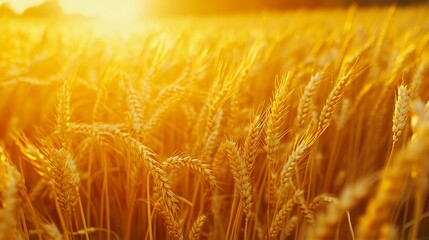 A golden wheat field, symbolizing a rich harvest and the concept of agriculture farming.