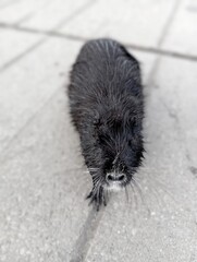 Nutria for a walk for food 