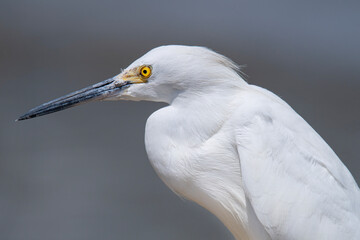  Portrait of a snowy white egret