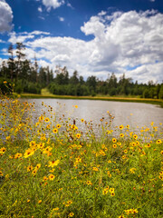 Sunflower Lake