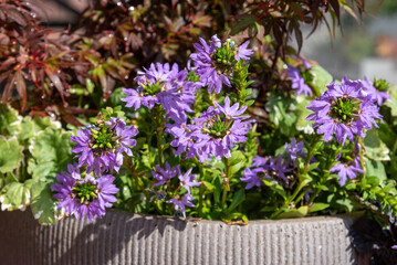 Purple scaevola flowers in the garden.