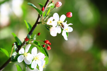 Apple blossoms and bee with soft background,close-up of white and red Apple flowers blooming in the plantation
