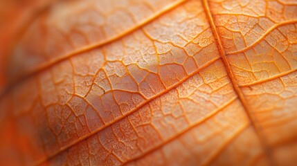 Obraz premium Autumn Leaf Macro