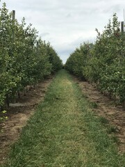 Naklejka premium Apple Orchard